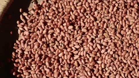 Peanuts being sifted on a bamboo tray. 库存影片 330829474