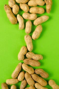 Peanuts on a bright green background. Stock Photos