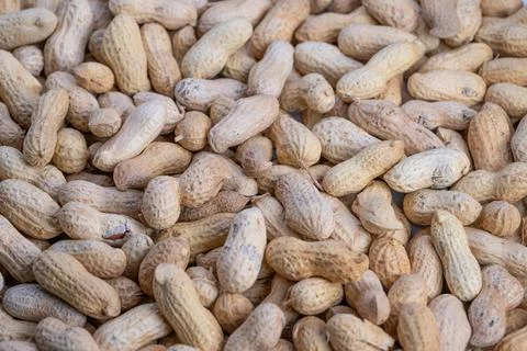 Peanuts in bulk, Scattered unshelled peanuts indicating large scale storage.. Stock Photos