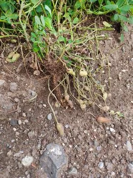 Peanuts Deterioration in the peanut farm Stock Photos
