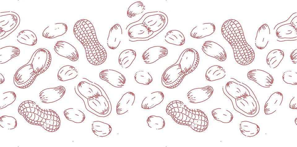 Peanuts Drawing, Vector hand drawn Peanut nut for template label, Retro ske.. Stock Photos