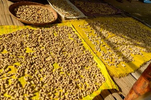 Peanuts drying in sunlight on bamboo floor Stock Photos