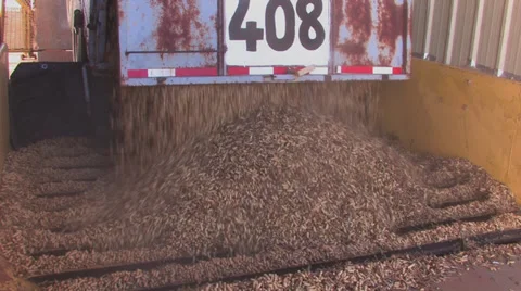 Peanuts dumped into loading grate 2 Video stock 32288753