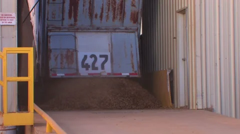Peanuts dumped from truck Stock Footage 32287657