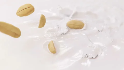 Peanuts Falling Into Milk in 4K Super slow motion Stock Footage 143464691