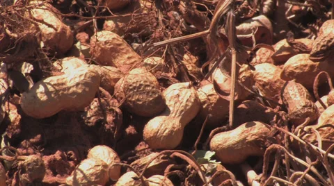 Peanuts in the field Stock Footage 29798383
