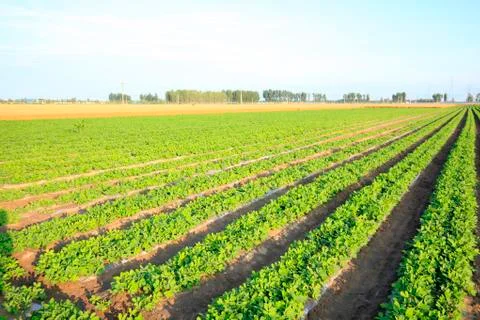 Peanuts in the field Stock Photos