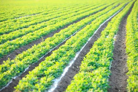 Peanuts in the field Stock Photos