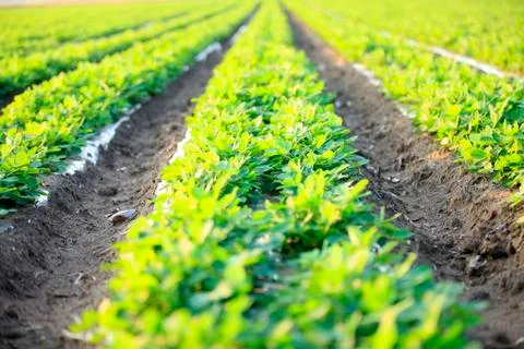Peanuts in the field Stock Photos