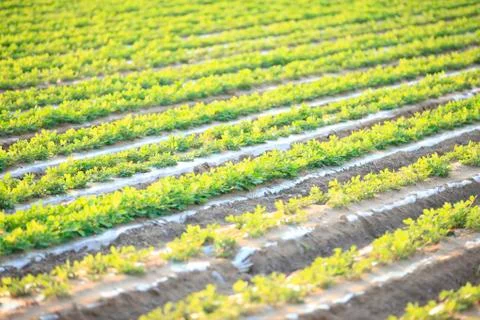 Peanuts in the field Stock Photos