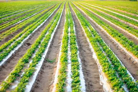 Peanuts in the field Stock Photos