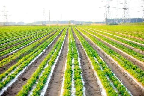 Peanuts in the field Stock Photos