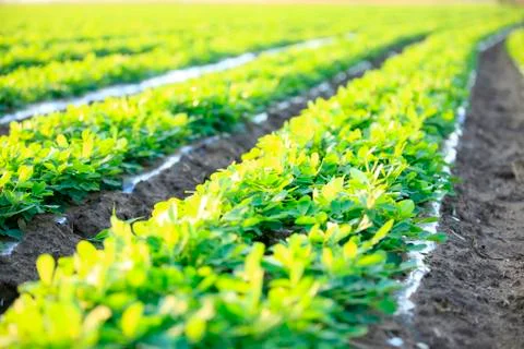 Peanuts in the field Stock Photos