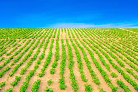 Peanuts fields Stock Photos