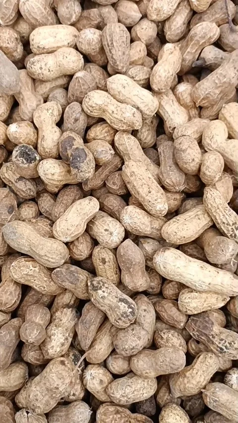 Peanuts Stock Footage 201606247