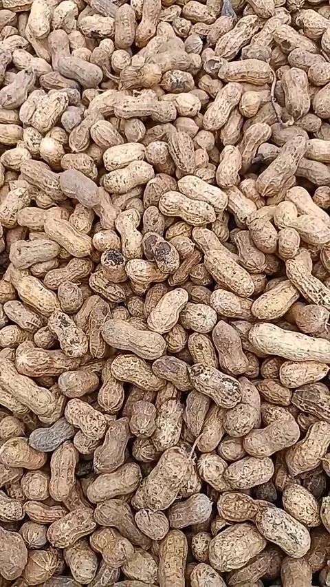 Peanuts Stock Footage 201606258