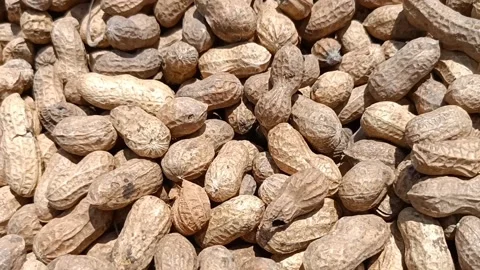 Peanuts Stock Footage 202603631