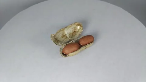 Peanuts Stock Footage 329741464