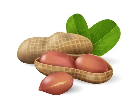 Peanuts with green leaves. Nuts and seeds collection. Realistic design vector Stock Illustration
