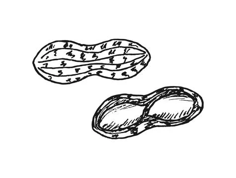 Peanuts, groundnut hand drawn illustration Stock Illustration