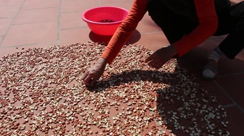 Peanuts in hand after a good harvest of successful farmers Stock Footage 46457101
