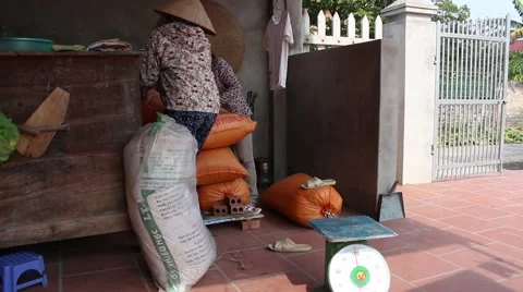 Peanuts in hand after a good harvest of successful farmers Stock Footage 46457168