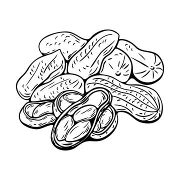 Peanuts hand-drawn vector illustration in line art Stock Illustration