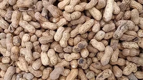 Peanuts  harvested Stock Footage 201606263