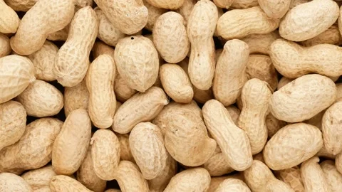 Peanuts in the husk. Peanuts unpeeled. Stock-Footage 143500507