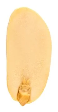 Peanuts isolated on the white background. Close up 写真素材