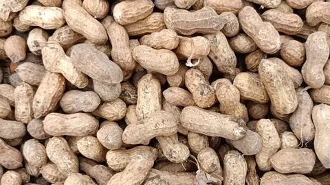 Peanuts Legume beans Stock Footage 203845935