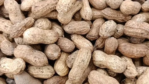 Peanuts Legume beans Stock Footage 203845936