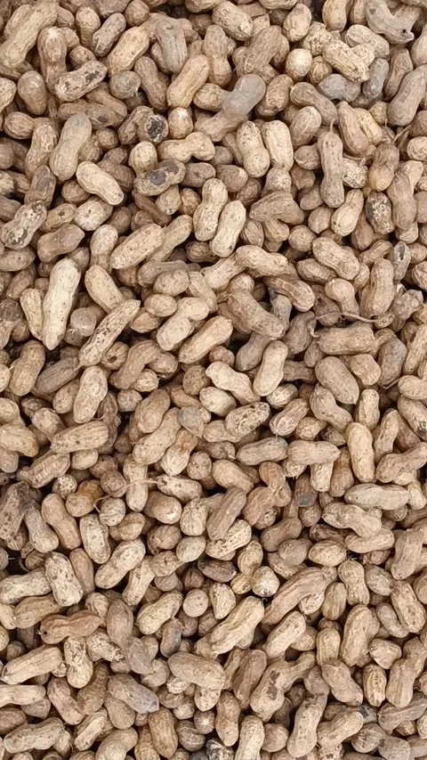 Peanuts Legume beans Stock Footage 203845954