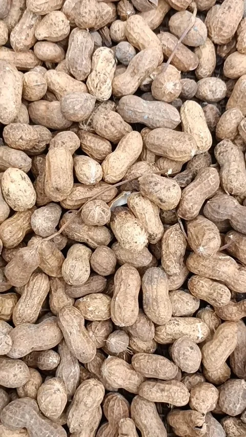 Peanuts Legume beans harvest Stock Footage 203845968