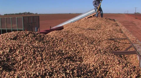Peanuts leveled in truck 2 Stock-Footage 32286244