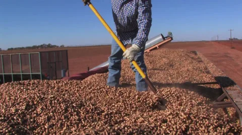 Peanuts leveled in truck 3 Stock Footage 32286184