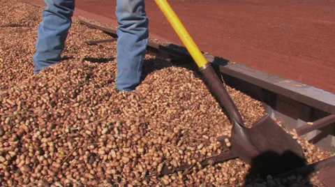 Peanuts leveled in truck 4 Stock Footage 32286136