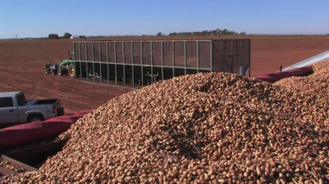Peanuts leveled in truck Stock Footage 32286340