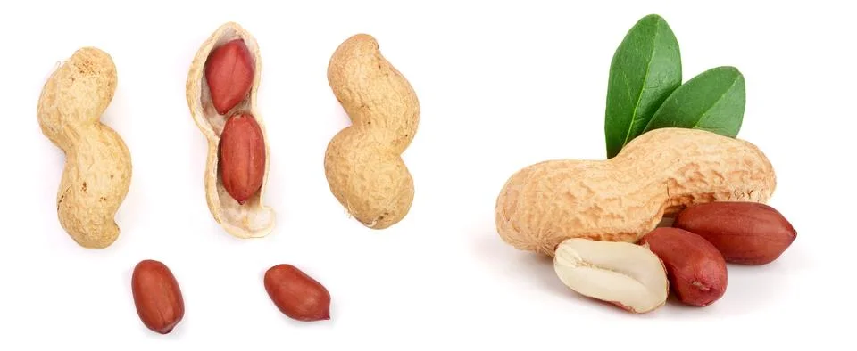 Peanuts. Nuts in shell and peeled isolated on white background. Collection or Stock Photos