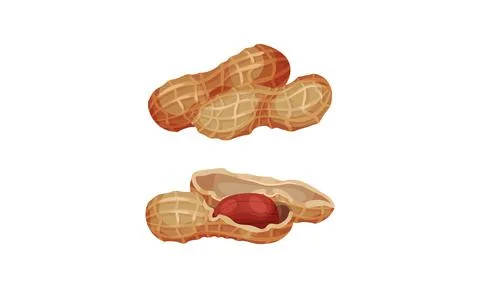 Peanuts in nutshell set. Peeled and unpeeled kernels. Organic healthy product Stock Illustration