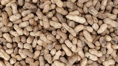 Peanuts or groundnuts beans Stock Footage 203845956
