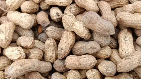 Peanuts or groundnuts legume Stock Footage 203845939