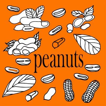 Peanuts, peanuts, peanut leaves, peanuts in the skin, healthy and delicious pean Stock Illustration