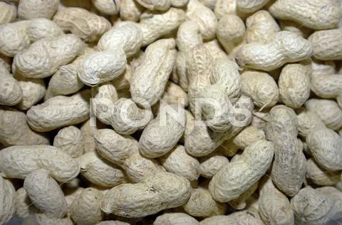 Peanuts Stock Photos