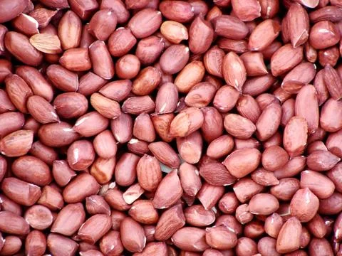 Peanuts 写真素材