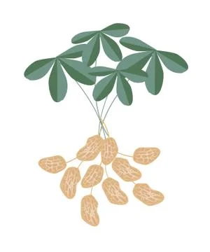 A Peanuts Plant on White Background Stock Illustration