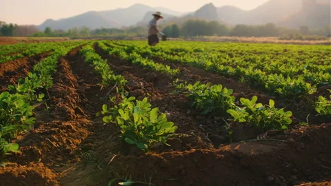 Peanuts plantation with farmer work on field at evening Stock Footage 151242345