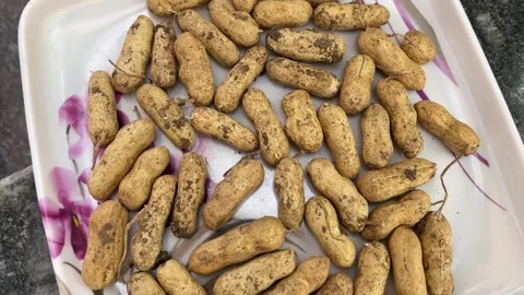 Peanuts in Plate Close-Up | Fresh Raw Groundnuts Natural Food Scene Stock Footage 318554107
