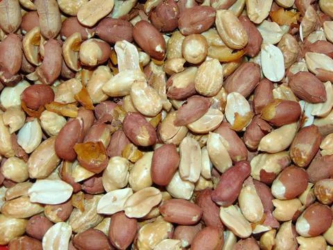 Peanuts in red shell - and fried Стоковые фото