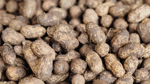 Peanuts in Shell Close Up Natural Texture Food Background Organic Crop Scene Stockbeeldmateriaal 333406129